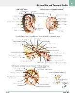 Frank H. Netter, MD - Atlas of Human Anatomy (6th ed ) 2014, page 112